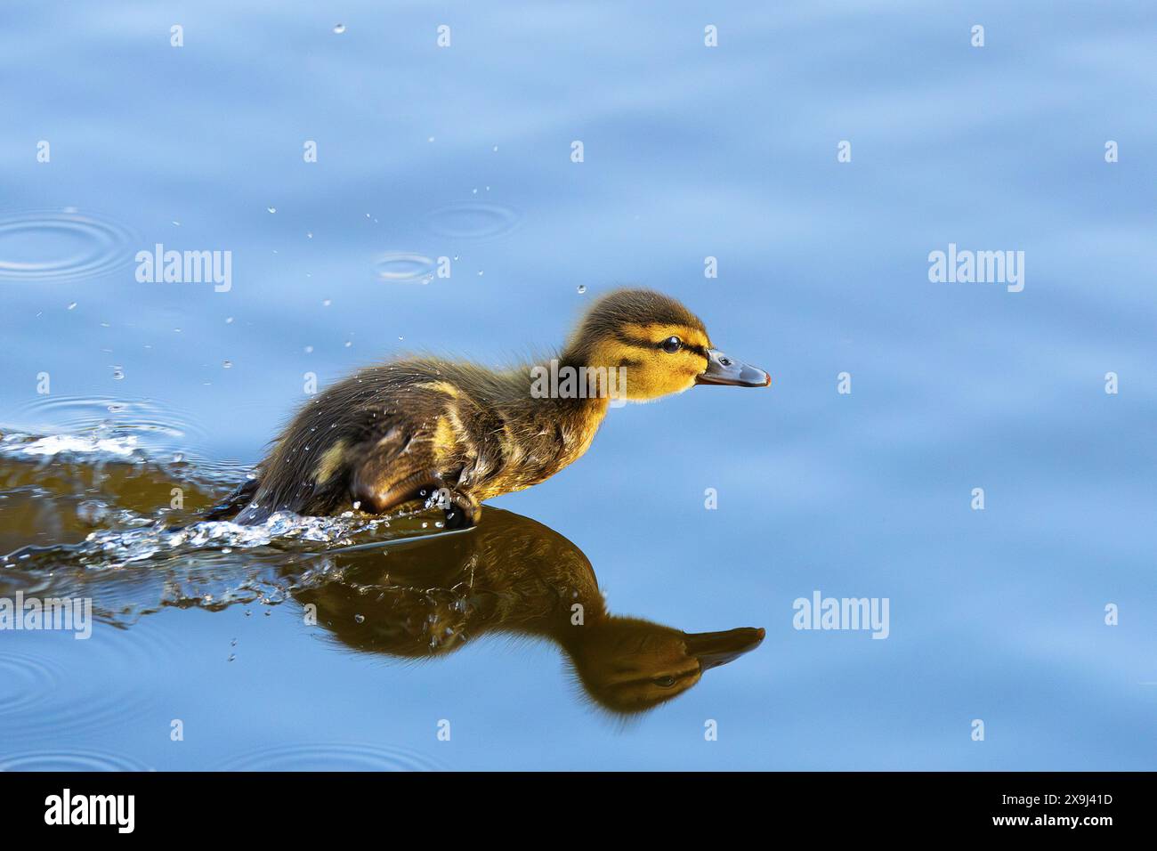 Piccola anatra correndo sul lago verso la madre (Anas platyrhynchos) Foto Stock