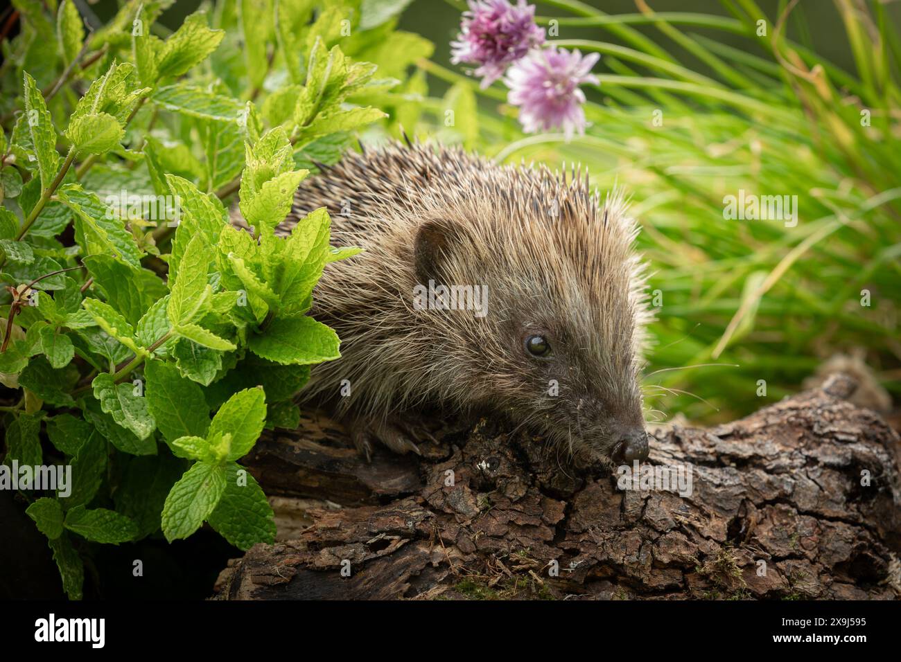 Riccio selvaggio, riccio libero, foraggio in un giardino di erbe, prelevato da un giardino di animali selvatici per monitorare la salute e la popolazione di declinina Foto Stock