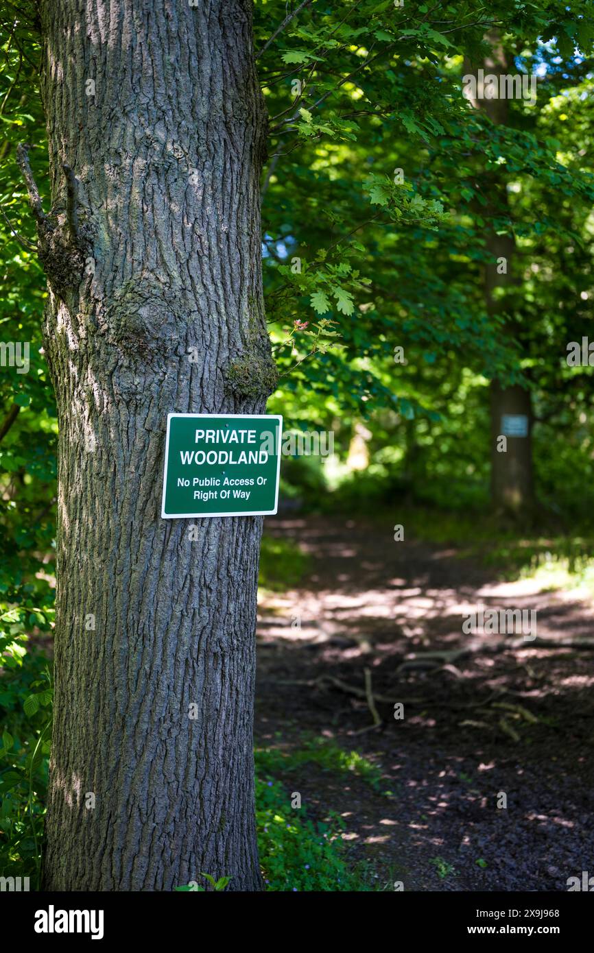 Private Woodland, Flowercroft Wood, nr Sonning Common/Henley-on-Thames, Oxfordshire, Inghilterra, REGNO UNITO, REGNO UNITO. Foto Stock