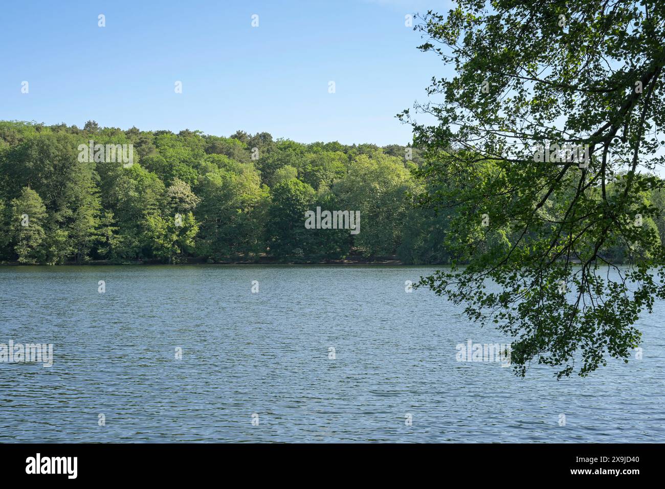 Schlachtensee, Zehlendorf, Steglitz-Zehlendorf, Berlino, Deutschland Foto Stock