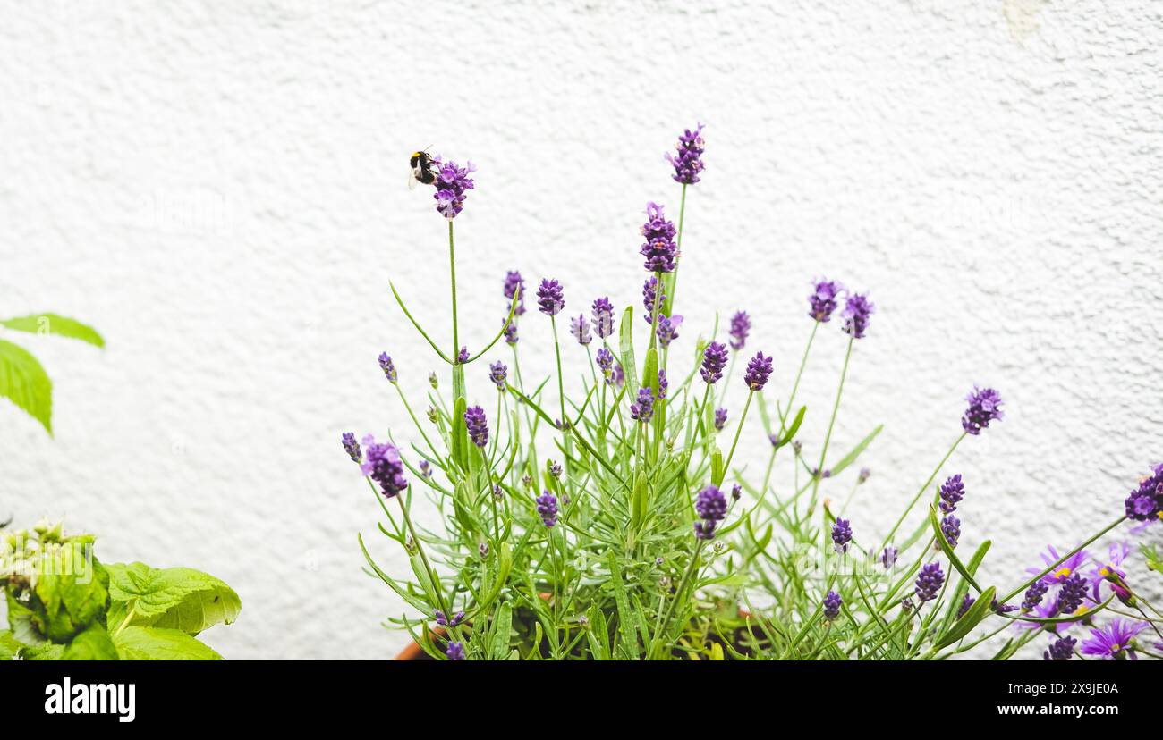 Bumblebee atterra sulla lavanda Foto Stock