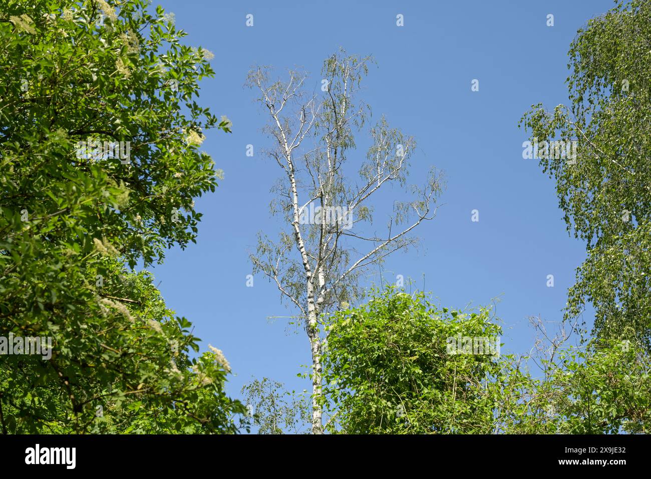Trockene heimische Birke, Berlino, Germania Foto Stock