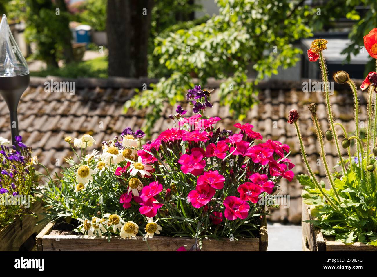 fiori colorati per le api sul balcone Foto Stock