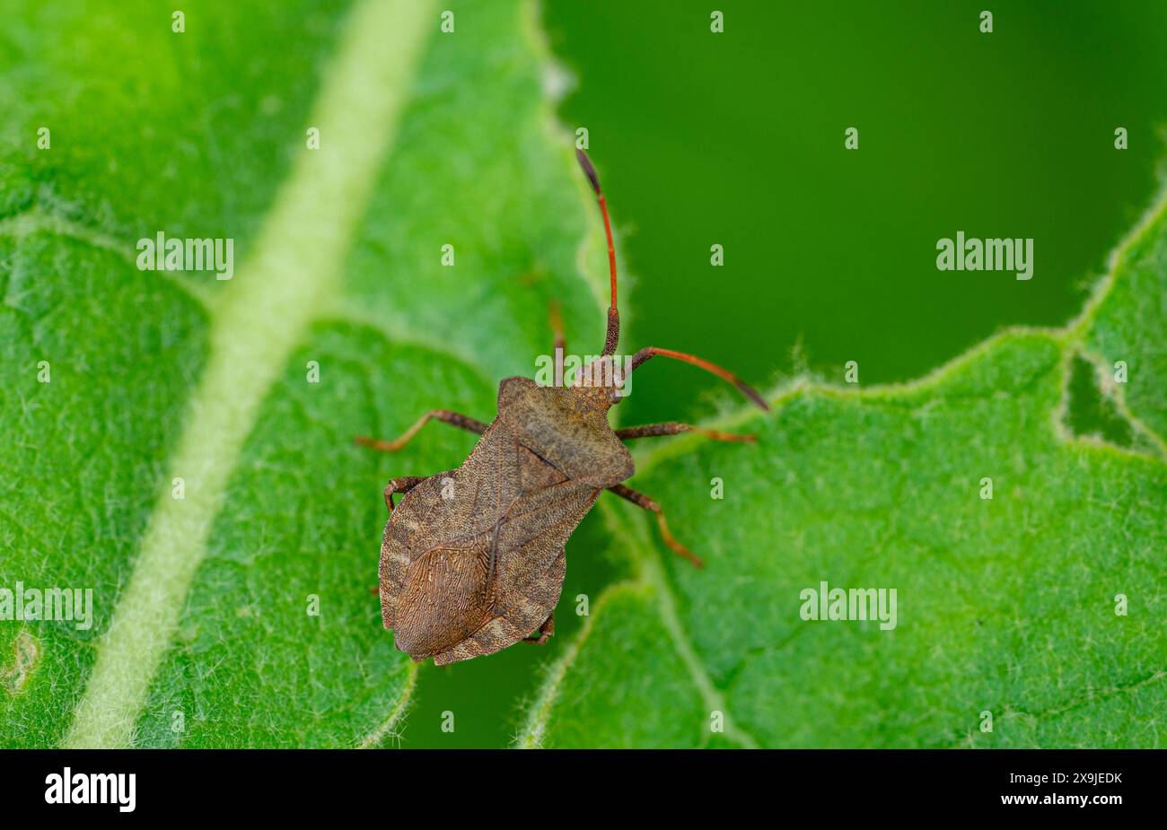 pentatomidae heteroptera puzzolente sulla foglia Foto Stock