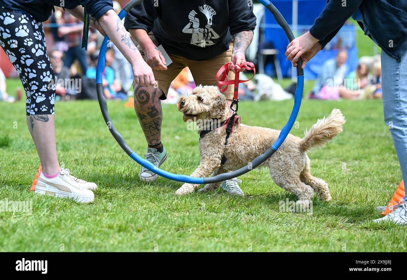 Brighton Regno Unito 1 giugno 2024 - cani e loro proprietari partecipano alla mostra canina Bark in the Park che si tiene al sole al Queens Park Brighton il primo giorno d'estate: Credit Simon Dack / Alamy Live News Foto Stock