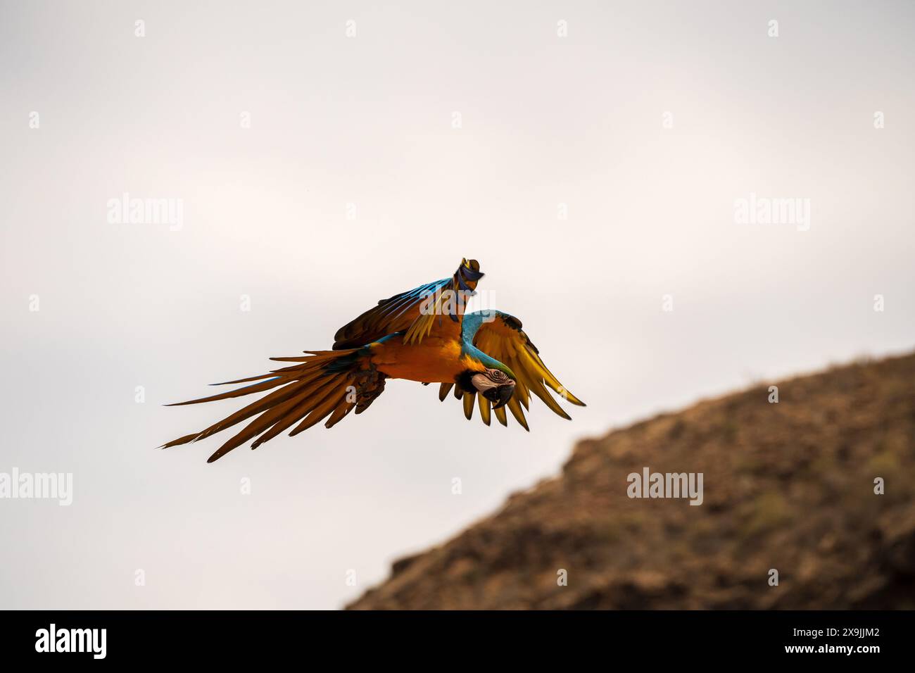 Pappagallo di Macaw che vola contro la scogliera di montagna all'aperto. Scarlet Macaw, Ara macao, nella foresta tropicale, Gran canaria di Spagna. La scena della fauna selvatica Foto Stock
