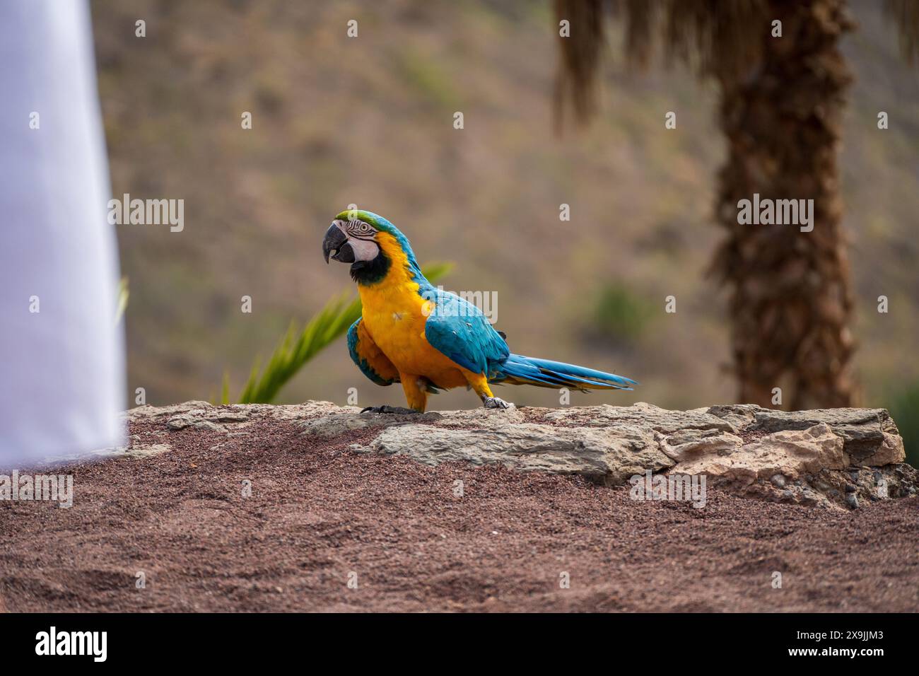 Pappagallo di Macaw che vola contro la scogliera di montagna all'aperto. Scarlet Macaw, Ara macao, nella foresta tropicale, Gran canaria di Spagna. La scena della fauna selvatica Foto Stock