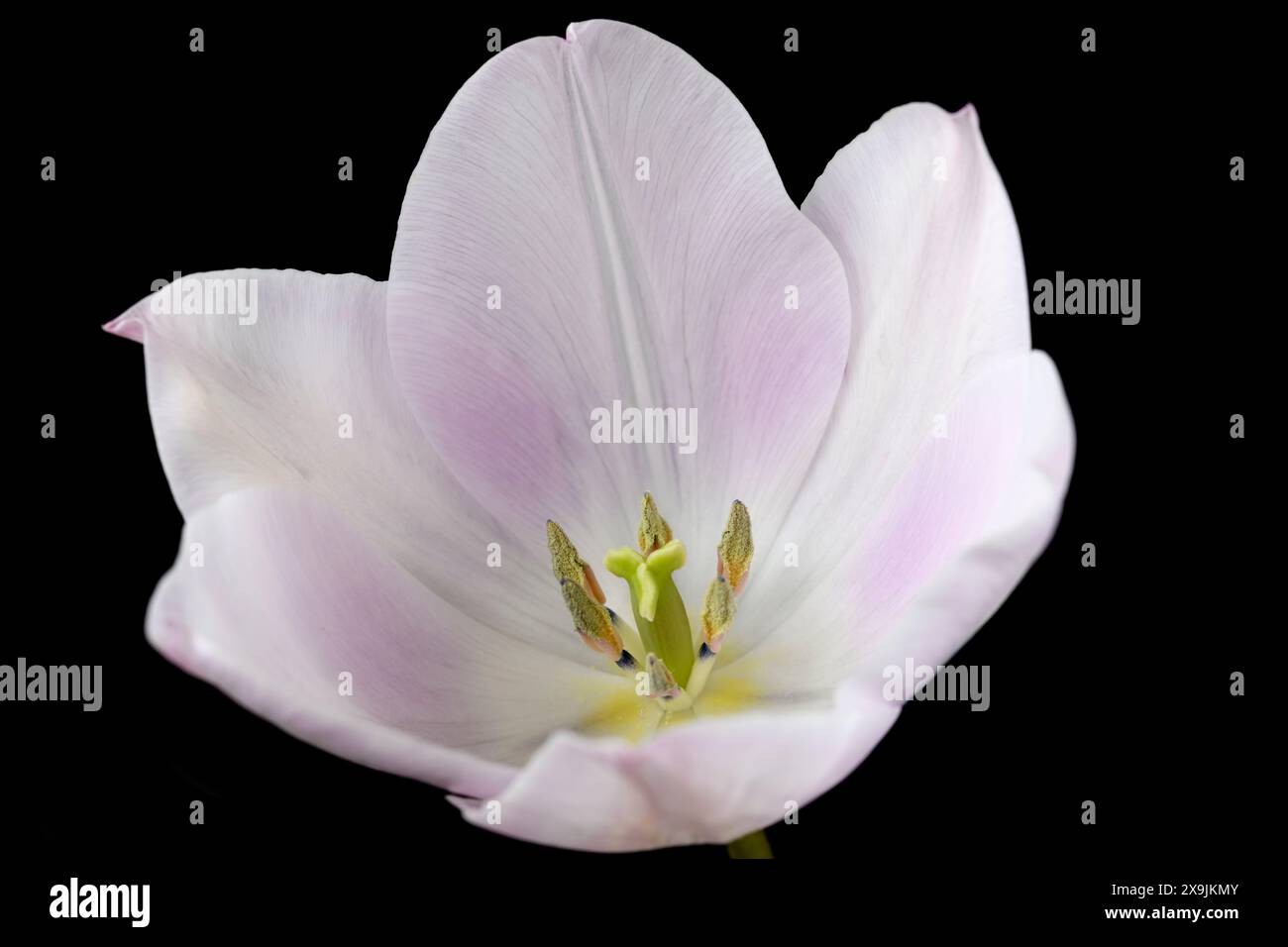 tulipa tulipano Foto Stock