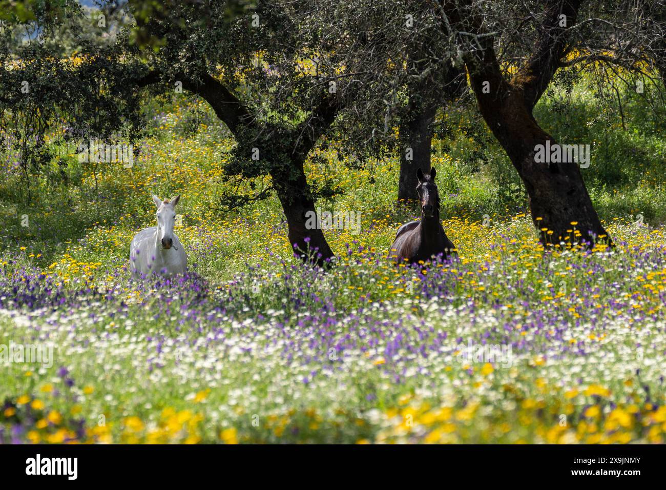 Cavalli in un mare di fiori, Aracena Circular Trail - Monte San Miguel - Aracena - PR-A 49, Cortijo Monte San Miguel, allevamento El Parralejo, Huelva, Andalusia, Spagna. Foto Stock