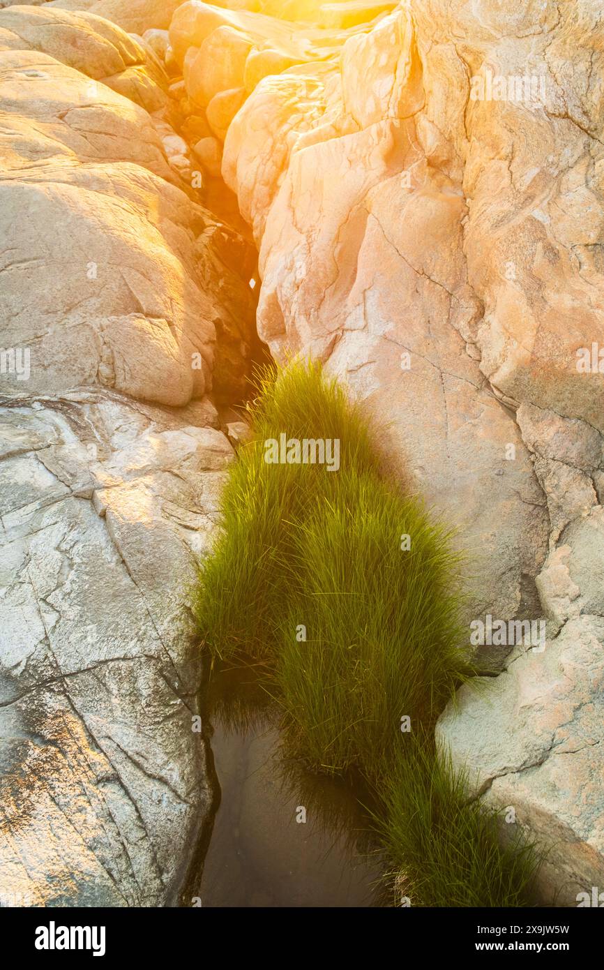 Una foto ravvicinata di una macchia di erba verde vibrante che cresce in una stretta crepa tra due grandi formazioni rocciose costiere. Il sole splende brillantemente, c Foto Stock