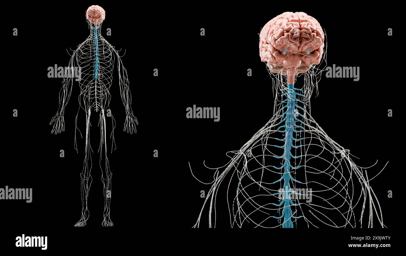 Anatomia del sistema nervoso del cervello umano, diagramma medico con nervi parasimpatici e simpatici. Neuroni accurati dal punto di vista medico, organo centrale, cuore spinale Foto Stock
