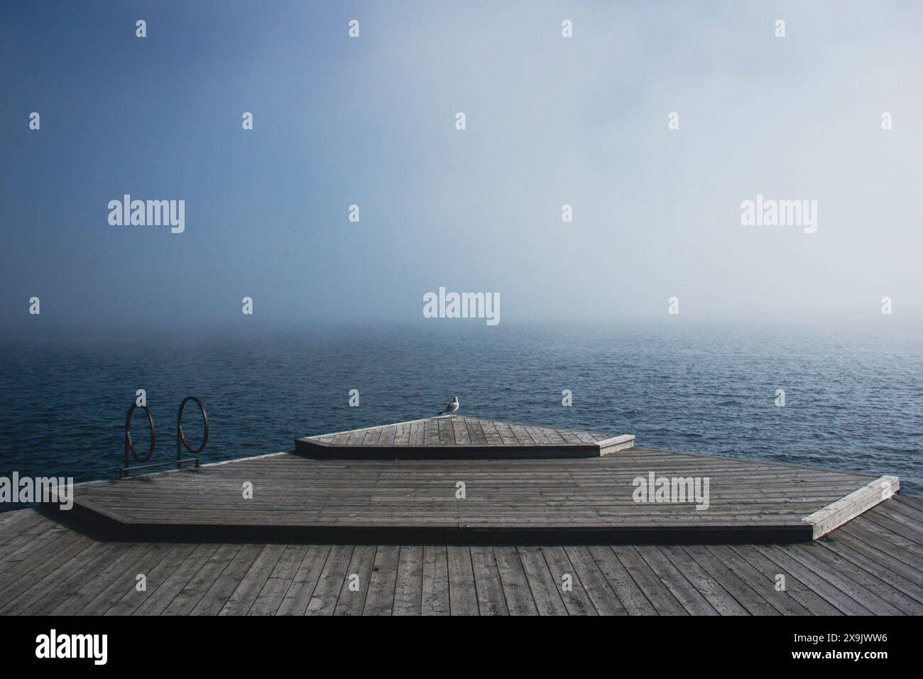 Un gabbiano solitario guarda la nebbia mattutina mentre rotola misteriosamente sul fiume San Lorenzo proprio mentre la luce del sole inizia a sfondare. Foto Stock