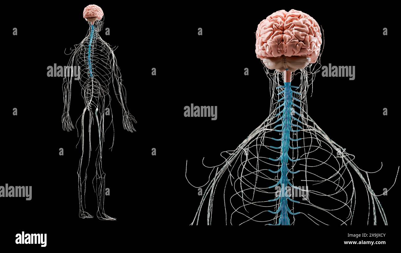 Anatomia del sistema nervoso del cervello umano, diagramma medico con nervi parasimpatici e simpatici. Neuroni accurati dal punto di vista medico, organo centrale, cuore spinale Foto Stock