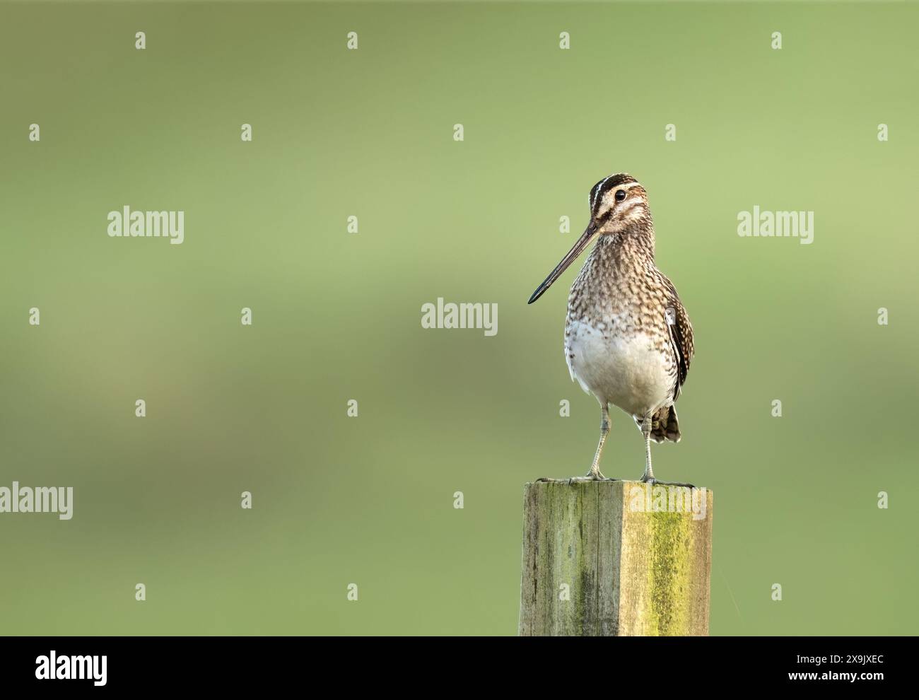 Gallinago gallinago Foto Stock