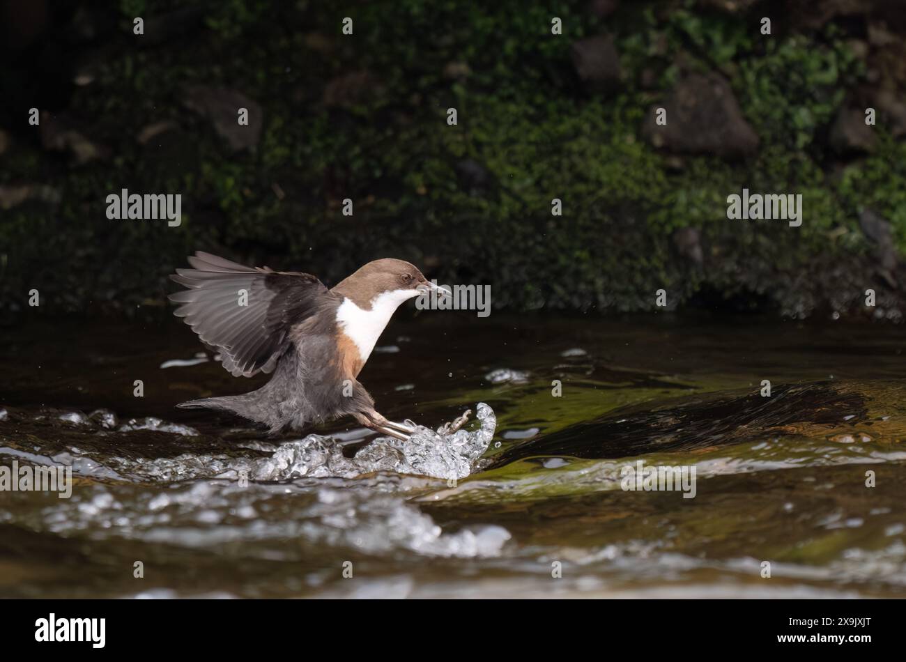 Dipper per adulti (incluso Cinclus) con becco pieno di cibo per i suoi pulcini, Scozia Foto Stock