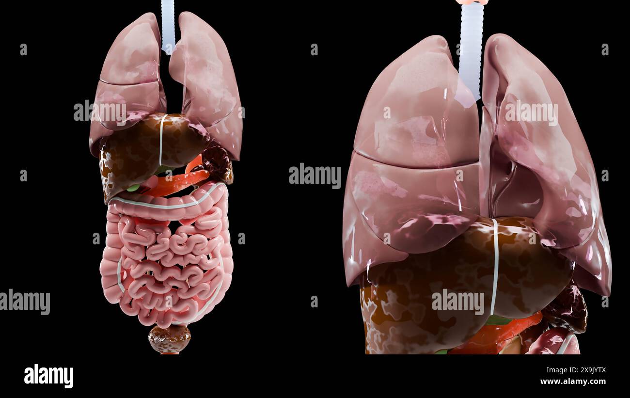 Anatomia umana, organi e ossa interni, parti del sistema respiratorio e digestivo e venoso nervoso circolatorio su sfondo nero, intestino e sto Foto Stock