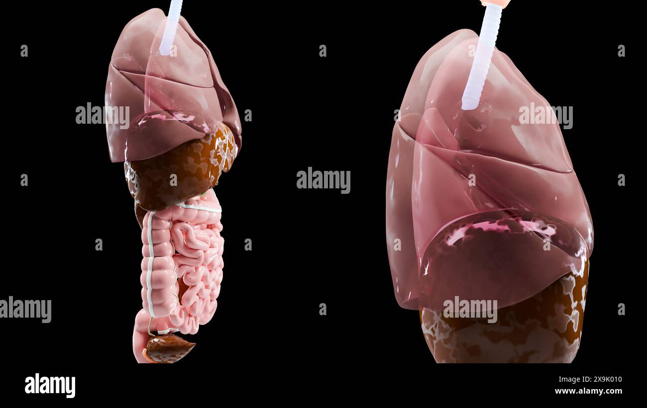 Anatomia umana, organi e ossa interni, parti del sistema respiratorio e digestivo e venoso nervoso circolatorio su sfondo nero, intestino e sto Foto Stock