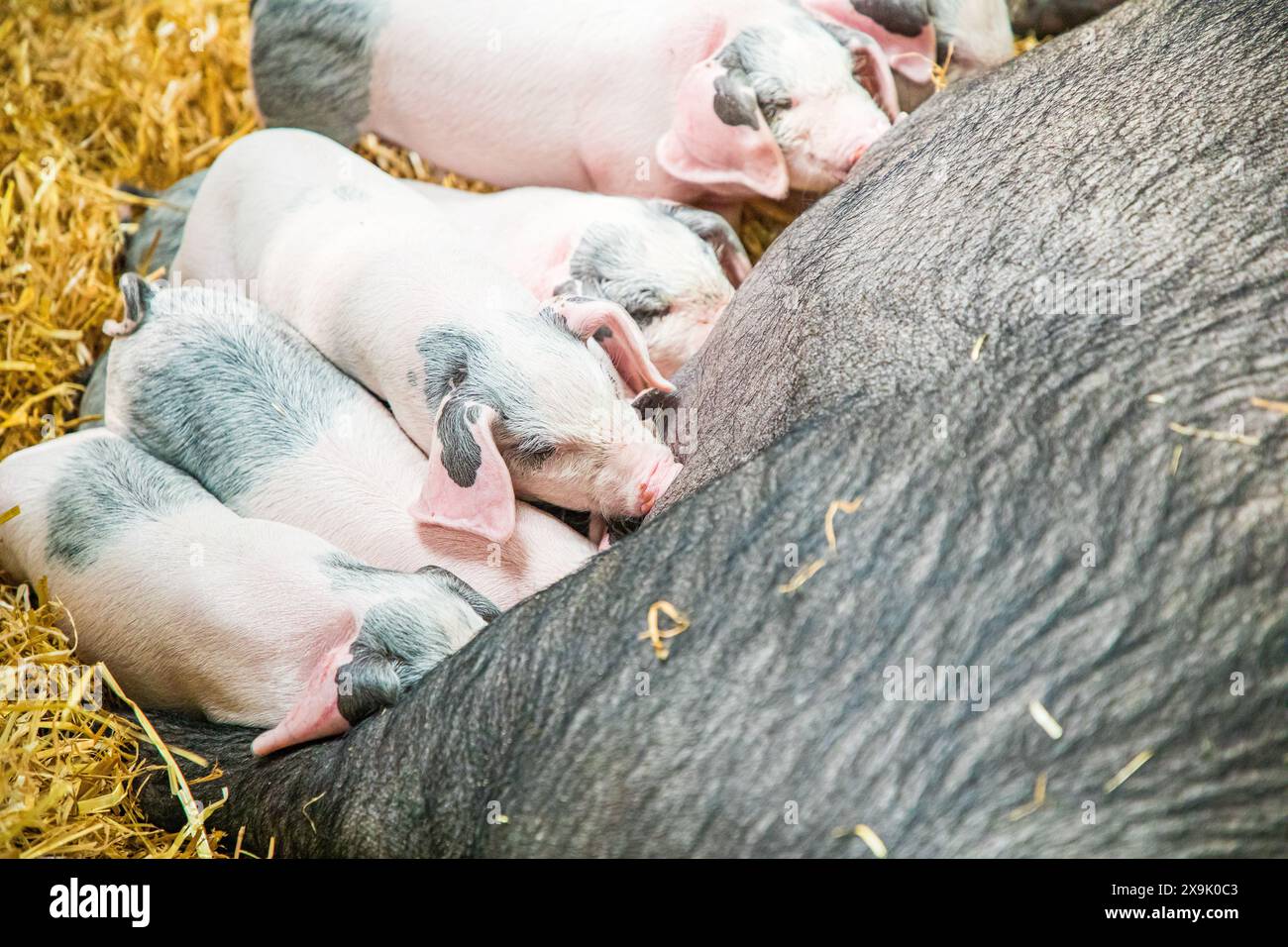 MAZZUOLO SHEPTON, SOMERSET, REGNO UNITO. 1 giugno 2024, cucciolata di piccoli maialini che succhiano su una scrofa che si stende in paglia al Royal Bath and West Show 2024. Accreditamento John Rose/Alamy Live News Foto Stock