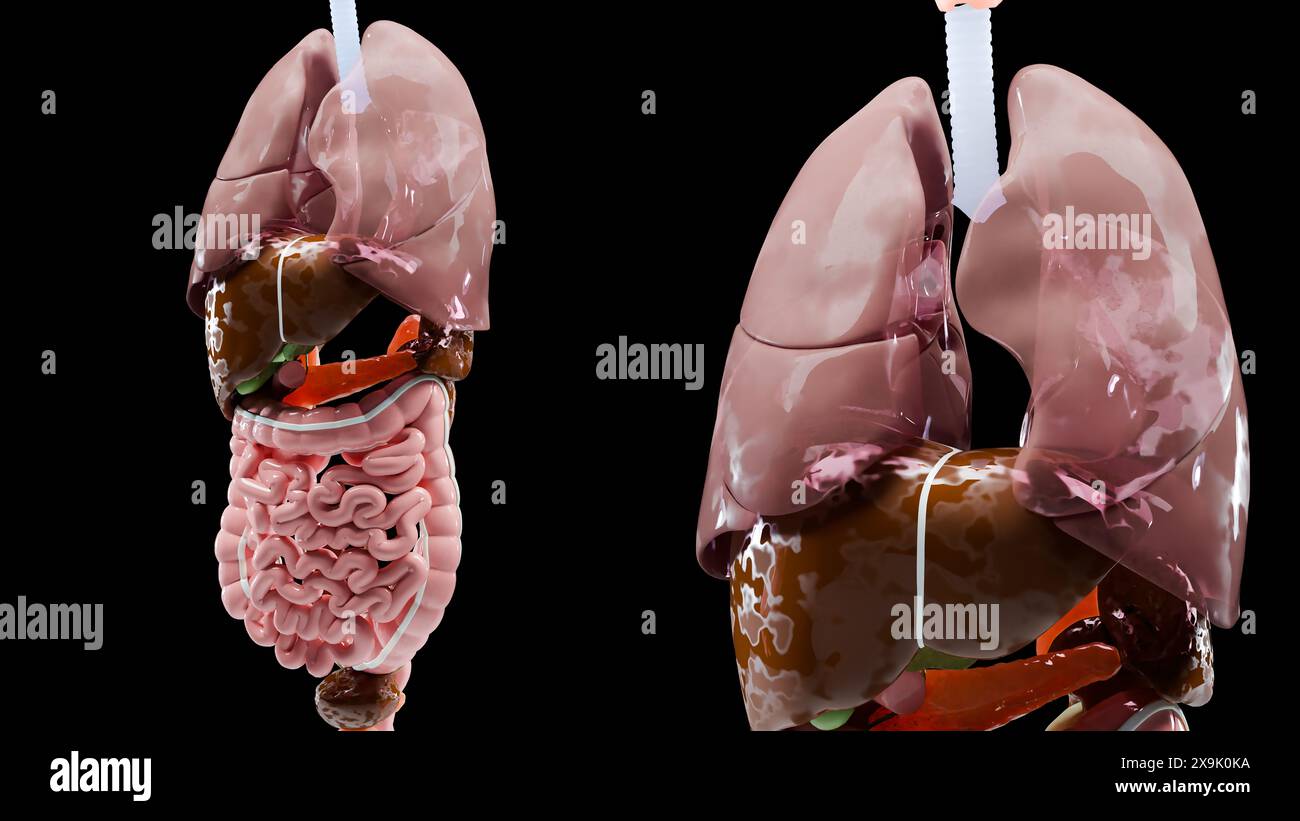 Anatomia umana, organi e ossa interni, parti del sistema respiratorio e digestivo e venoso nervoso circolatorio su sfondo nero, intestino e sto Foto Stock