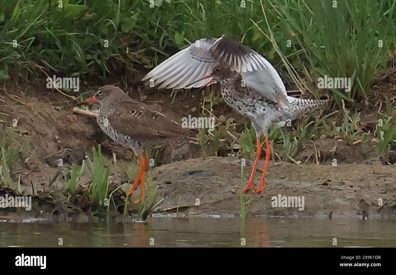 Purfleet, Essex, Regno Unito. 1 giugno 2024. L-R femmina Redshank e maschio Redshank presso RSPB Rainham Marshes Nature Reserve , Purfleet, Essex - 1 giugno 2024. Crediti: Action foto Sport/Alamy Live News Foto Stock