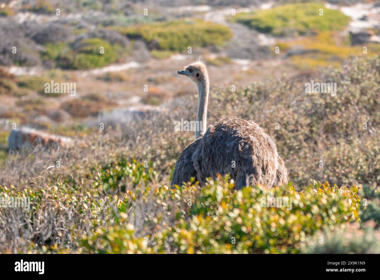 Uno struzzo sudafricano, Struthio camelus australis, nel Capo di buona speranza Foto Stock