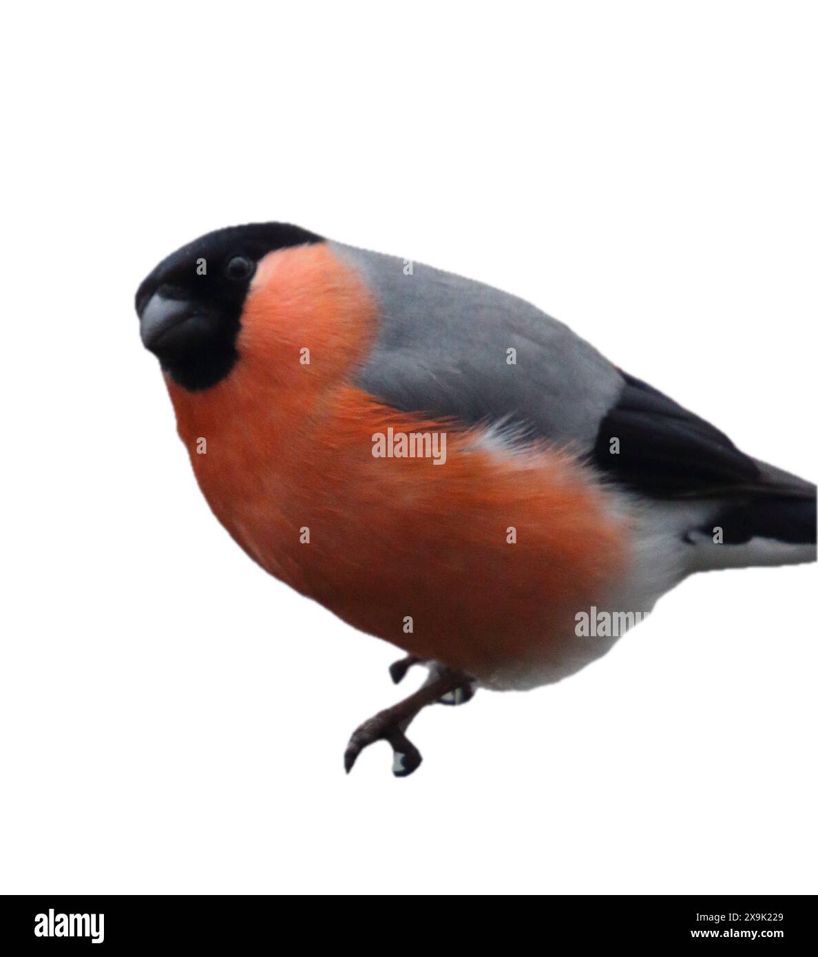 Il bullfinch euroasiatico, bullfinch comune o bullfinch (Pyrrhula pyrrrhula) è un piccolo uccello passerino della famiglia Fringillidae Foto Stock