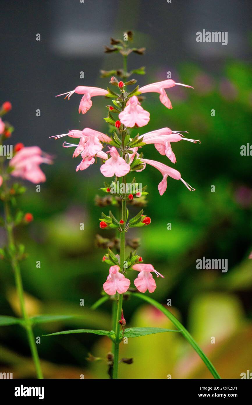 Salvia coccinea (Salvia coccinea, la salvia del sangue, la salvia scarlatta, la salvia del Texas o la salvia tropicale). Le sue foglie, quando vengono preparate in tè, possono lenire la tosse Foto Stock