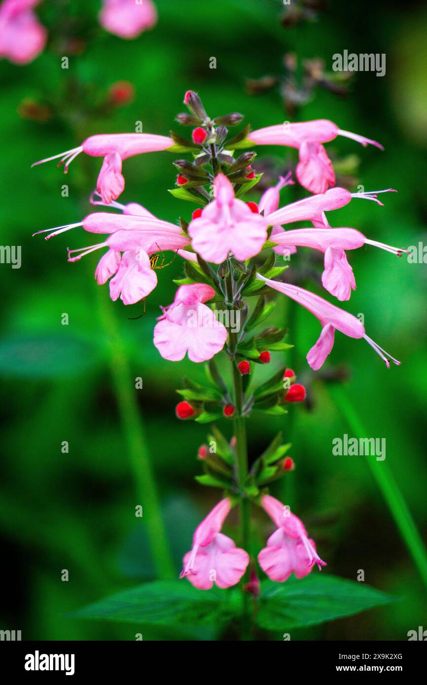 Salvia coccinea (Salvia coccinea, la salvia del sangue, la salvia scarlatta, la salvia del Texas o la salvia tropicale). Le sue foglie, quando vengono preparate in tè, possono lenire la tosse Foto Stock