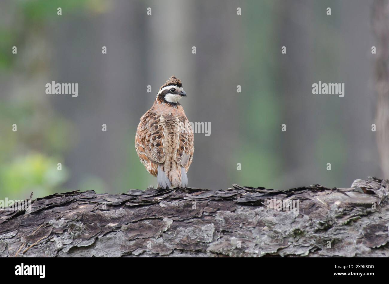 Bobwhite settentrionale, Colinus virginianus, maschio Foto Stock