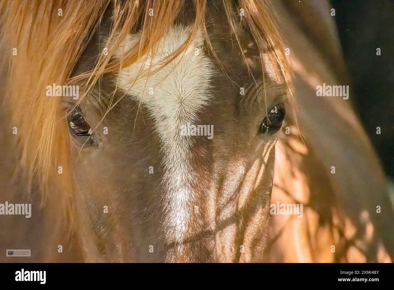 Up Close e Personal Foto Stock