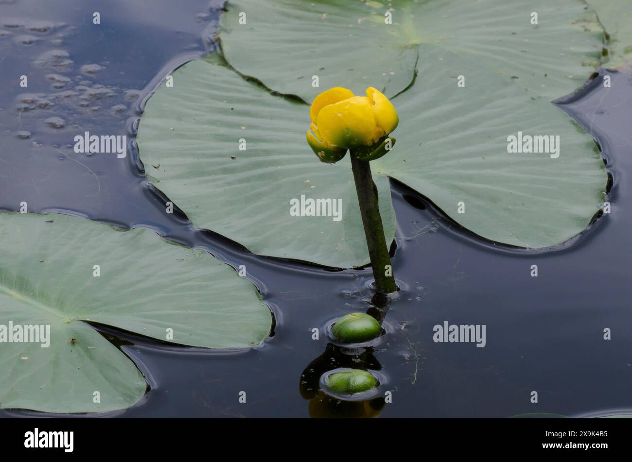 Giglio giallo, Nuphar advena Foto Stock