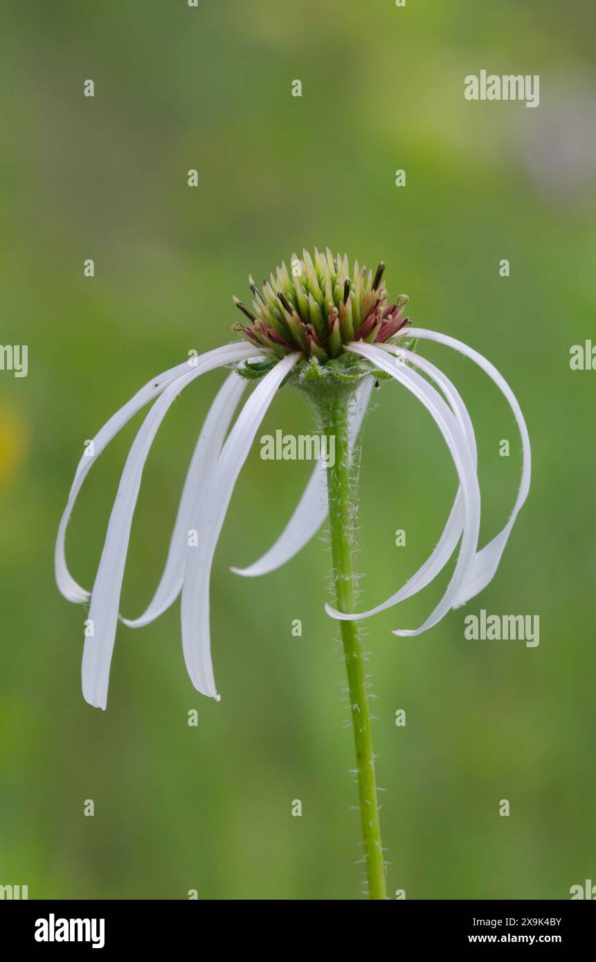 Viola chiaro Coneflower, Echinacea pallida Foto Stock