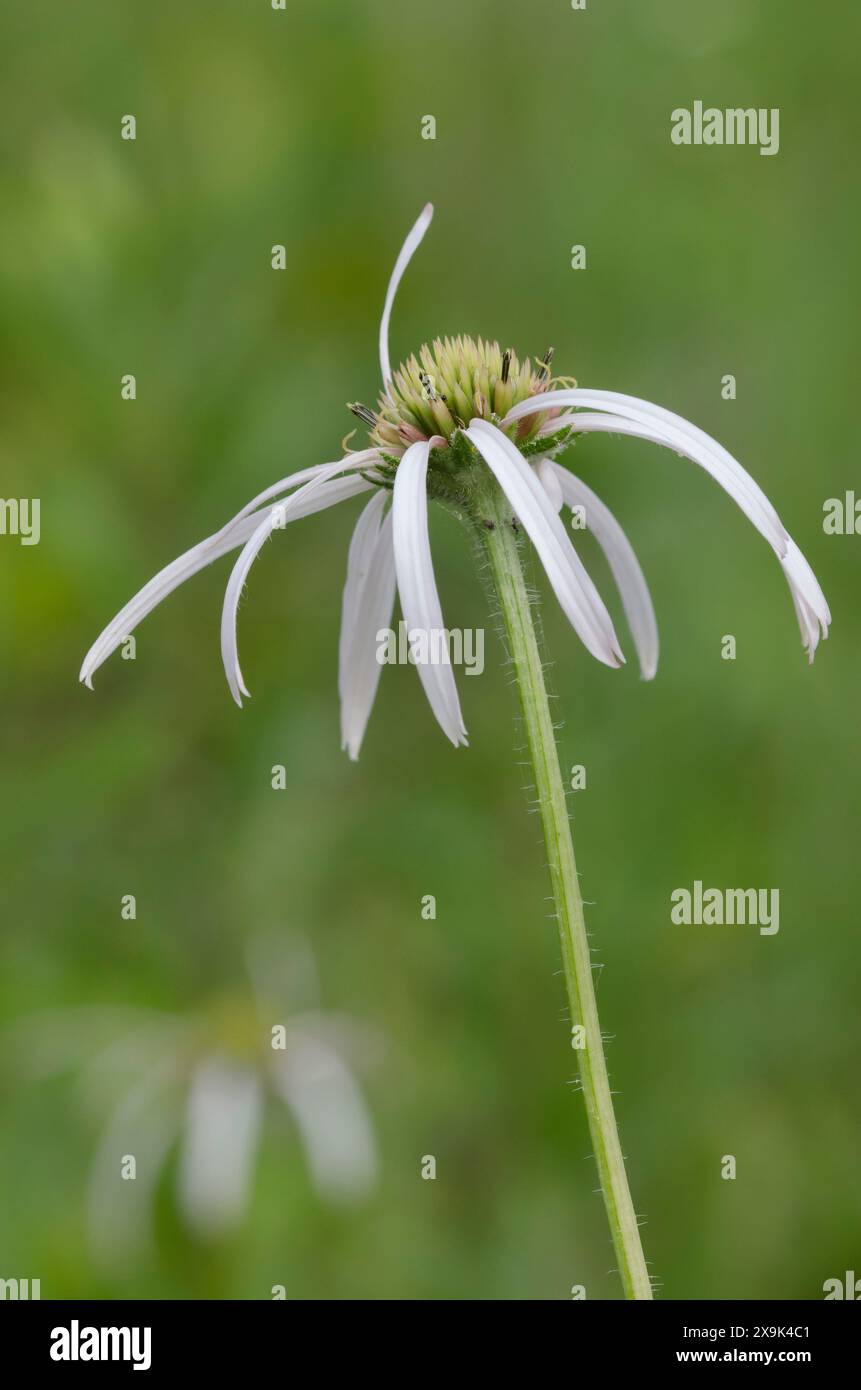 Viola chiaro Coneflower, Echinacea pallida Foto Stock