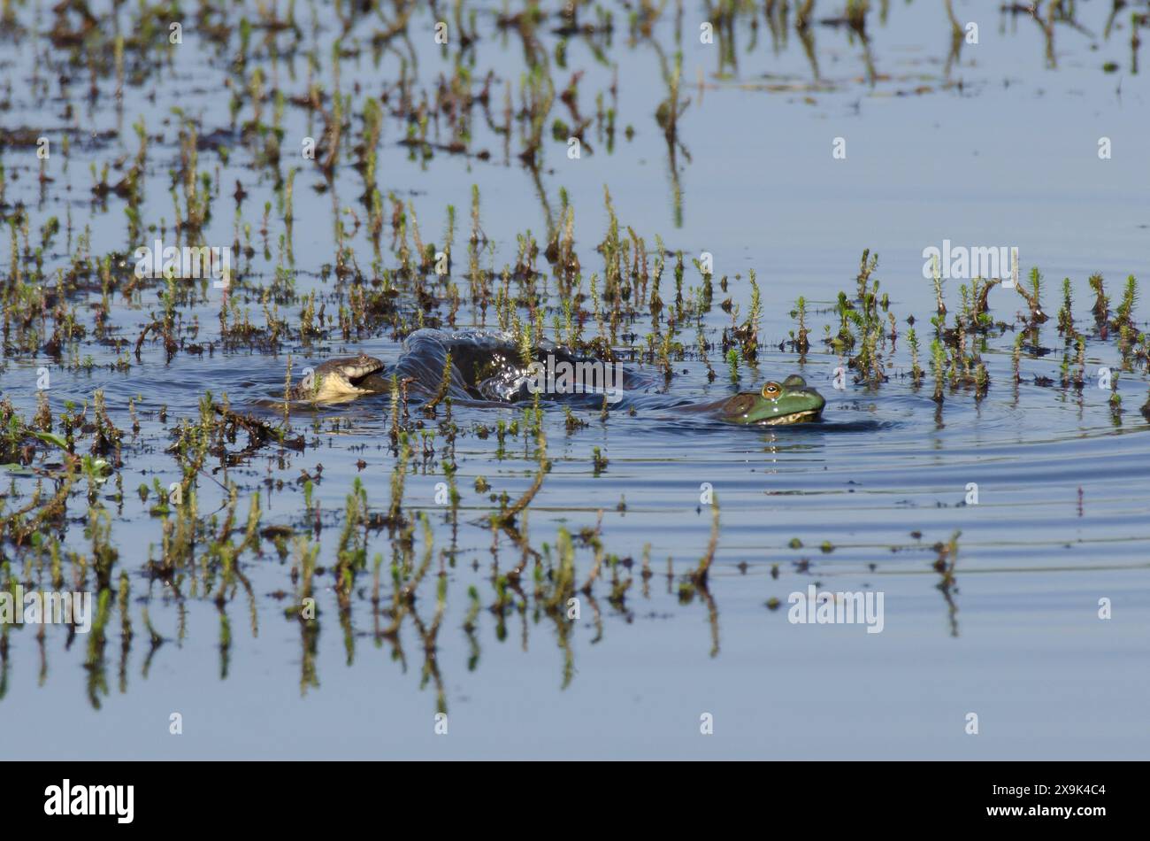 Watersnake con dorso di diamante, Nerodia rhombifer, preda di un Bullfrog americano, Lithobates catesbeianus Foto Stock