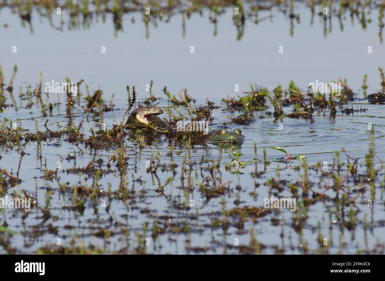 Watersnake con dorso di diamante, Nerodia rhombifer, preda di un Bullfrog americano, Lithobates catesbeianus Foto Stock