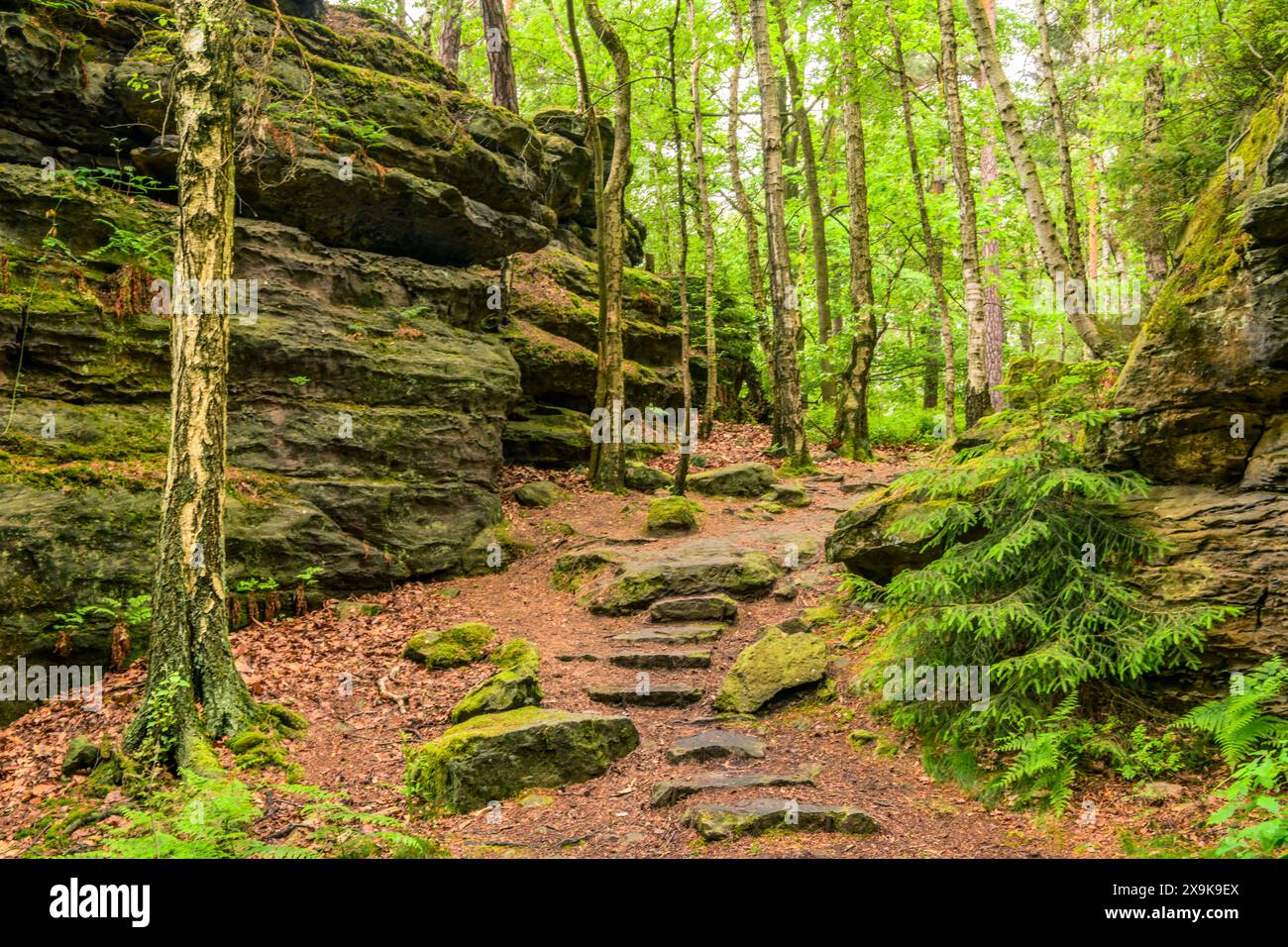 Passeggiata nella foresta tra i pilastri di Herkules Scrap Rocks, Bielatal, Svizzera sassone, Germania Foto Stock
