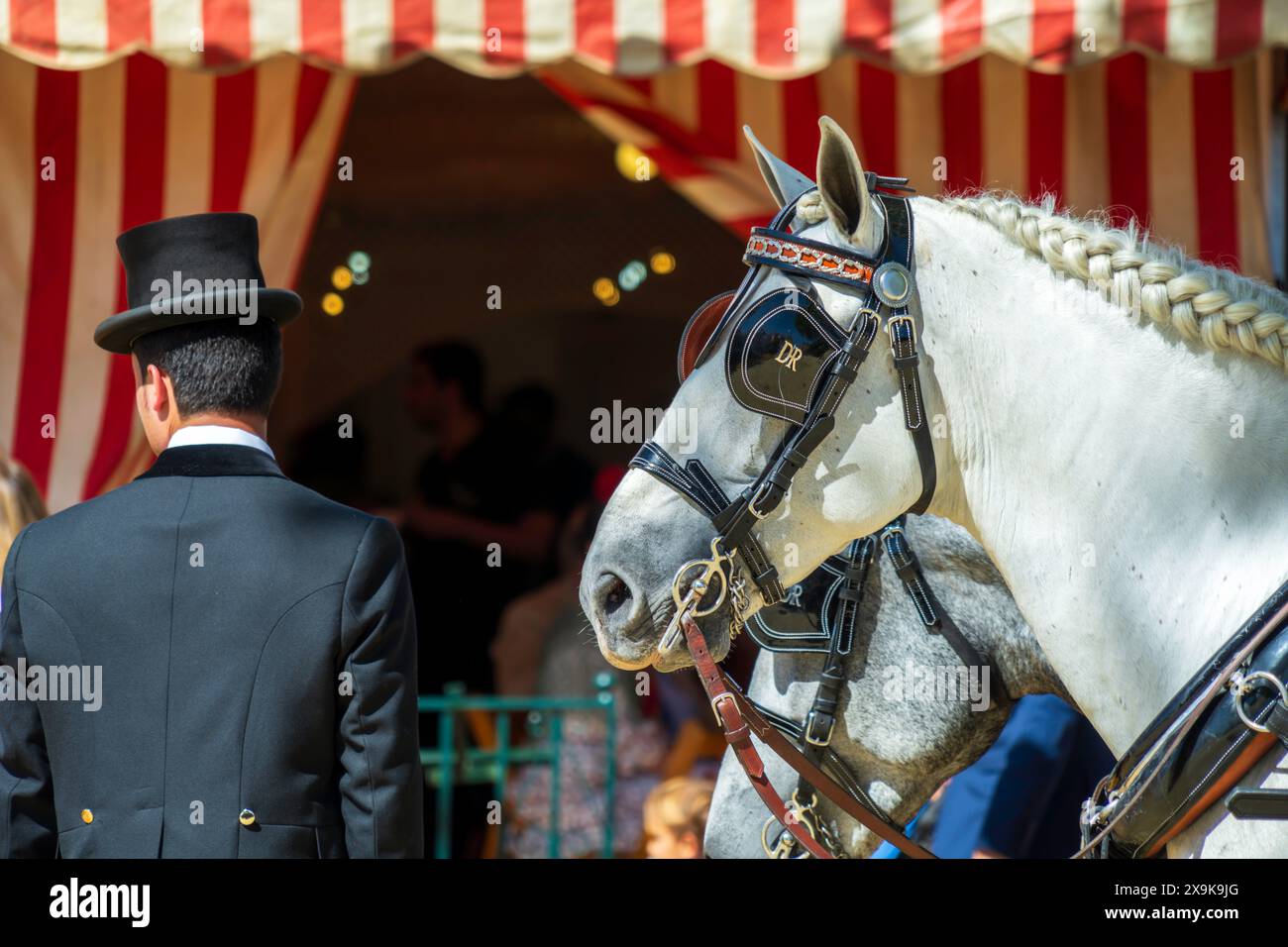 Cavallo in carrozza bianca con criniera intrecciata e gestore di fronte alla tenda decorativa a righe della festa alla Fiera di Siviglia d'aprile (Sevilla Feria) in Spagna. Foto Stock