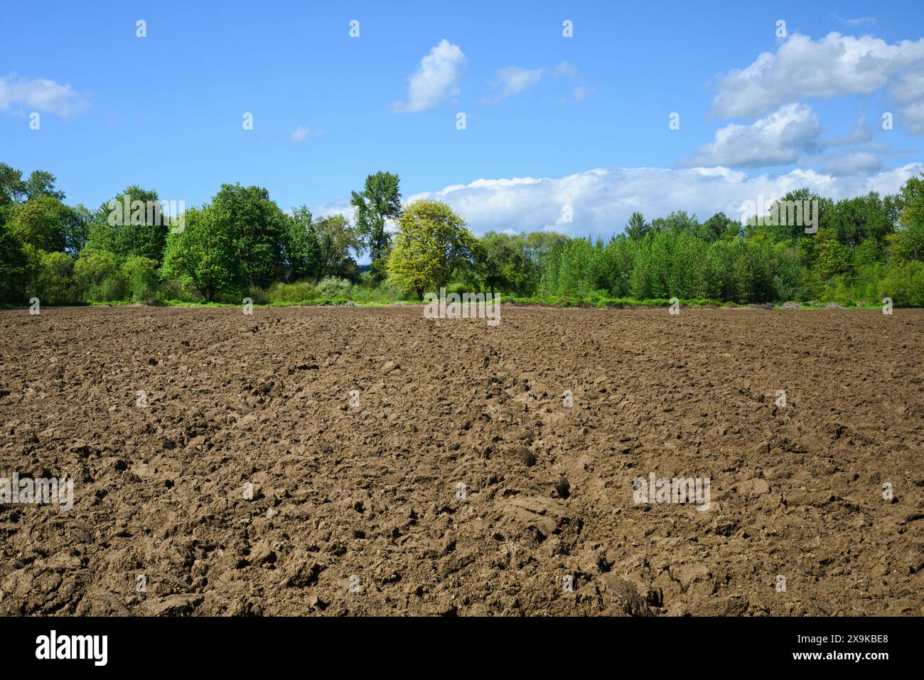 Terreno agricolo arato pronto per la piantagione primaverile con terreno marrone sotto il cielo blu con alberi verdi Foto Stock