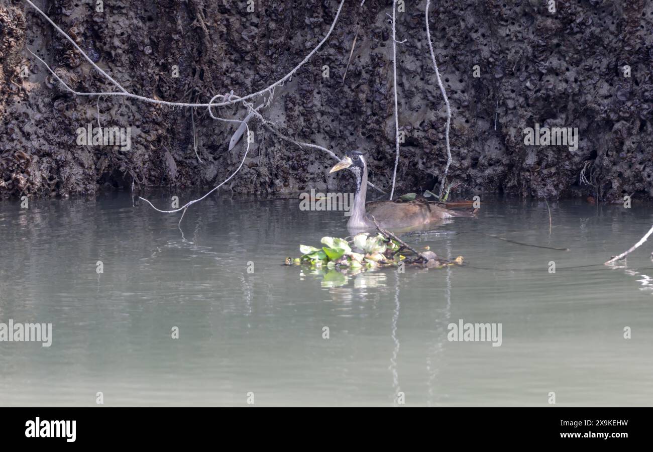 A piedi mascherati a sundarbans. Questa foto è stata scattata dal parco nazionale di sundarbans, Bangladesh. Foto Stock