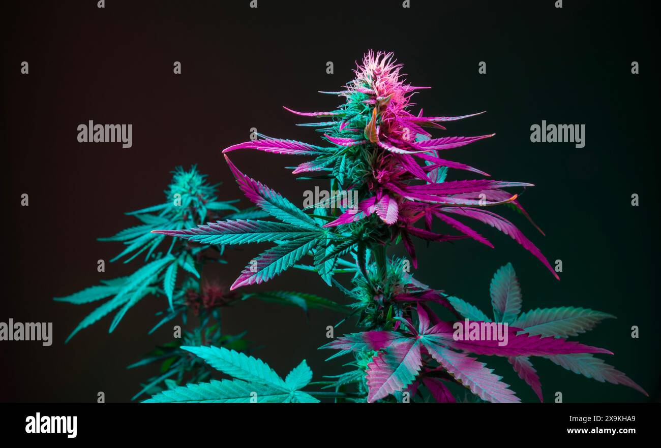 Piante di cannabis in viola al neon colorato su sfondo verde scuro. Fiori di marijuana cespugli con gemme, buono per uso medico. Nuovo look estetico Foto Stock