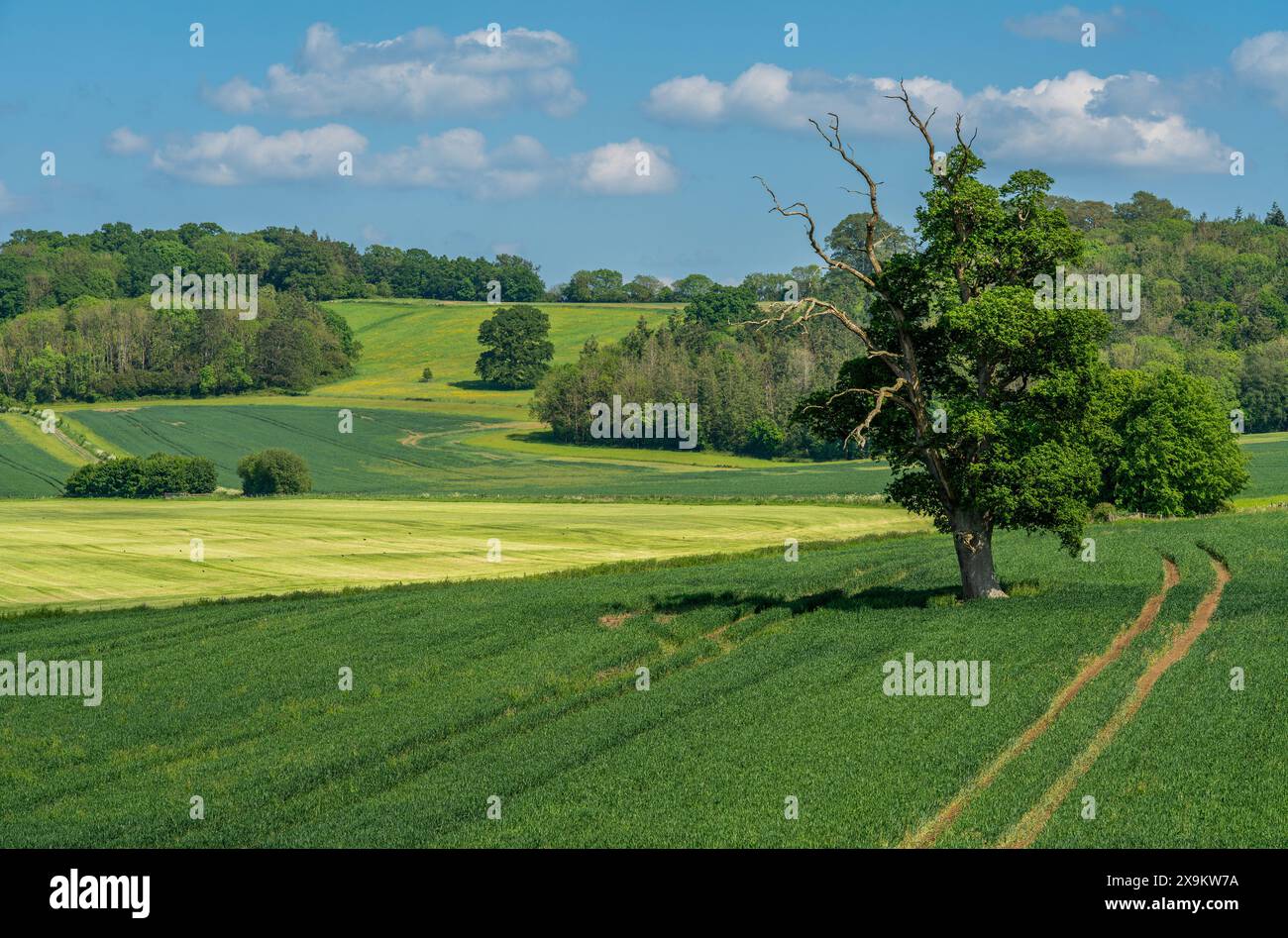 Campagna inglese nelle vicinanze di Sherborne a tarda primavera, vista di un vecchio albero solitario nel campo agricolo Foto Stock