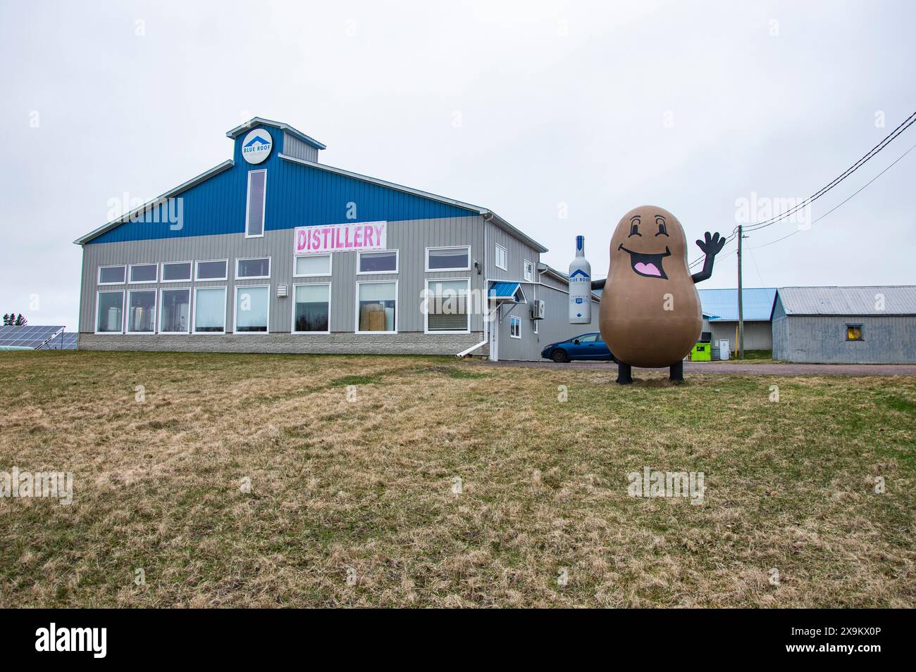 Mascotte di patata presso i distillatori Blue Roof di Malden, New Brunswick, Canada Foto Stock