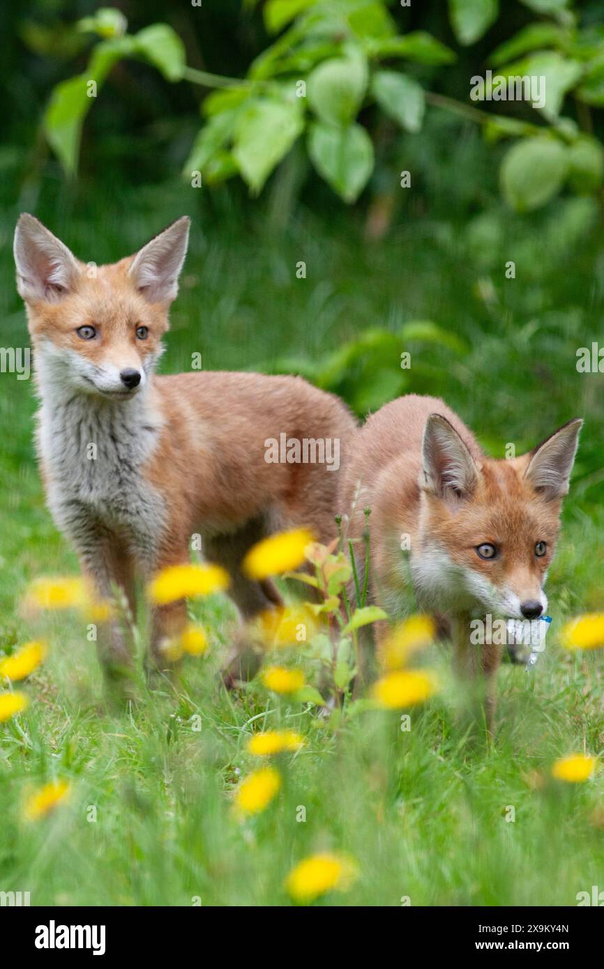 Meteo nel Regno Unito, 1 giugno 2024: Il primo giorno dell'estate meterologica una cucciolata di cinque cuccioli di volpe e la loro madre si godono il clima secco in un giardino a Clapham, nel sud di Londra. Il prato è pieno di leoni a causa del No Mow May. Crediti: Anna Watson/Alamy Live News Foto Stock