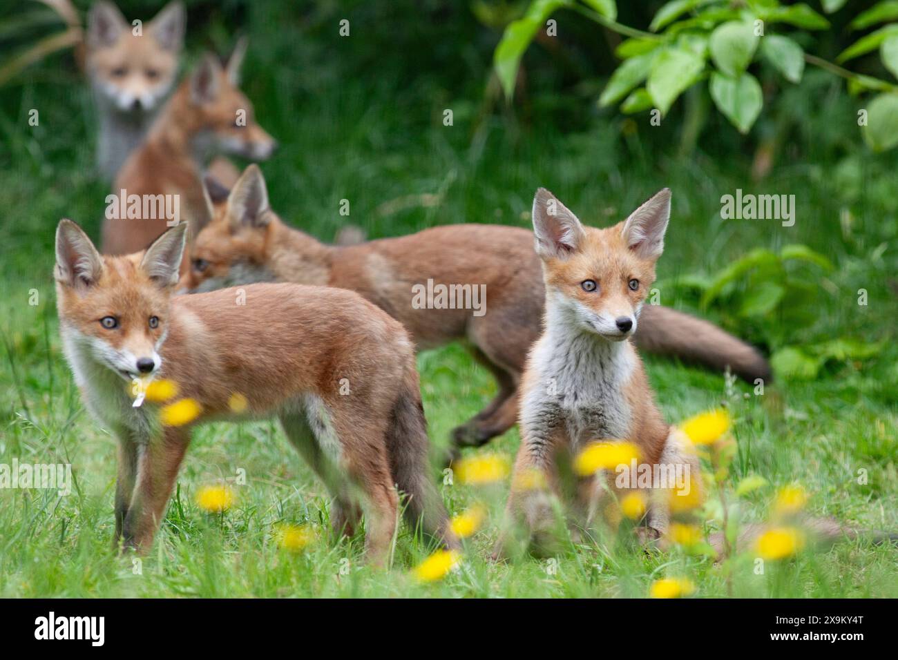Meteo nel Regno Unito, 1 giugno 2024: Il primo giorno dell'estate meterologica una cucciolata di cinque cuccioli di volpe e la loro madre si godono il clima secco in un giardino a Clapham, nel sud di Londra. Il prato è pieno di leoni a causa del No Mow May. Crediti: Anna Watson/Alamy Live News Foto Stock