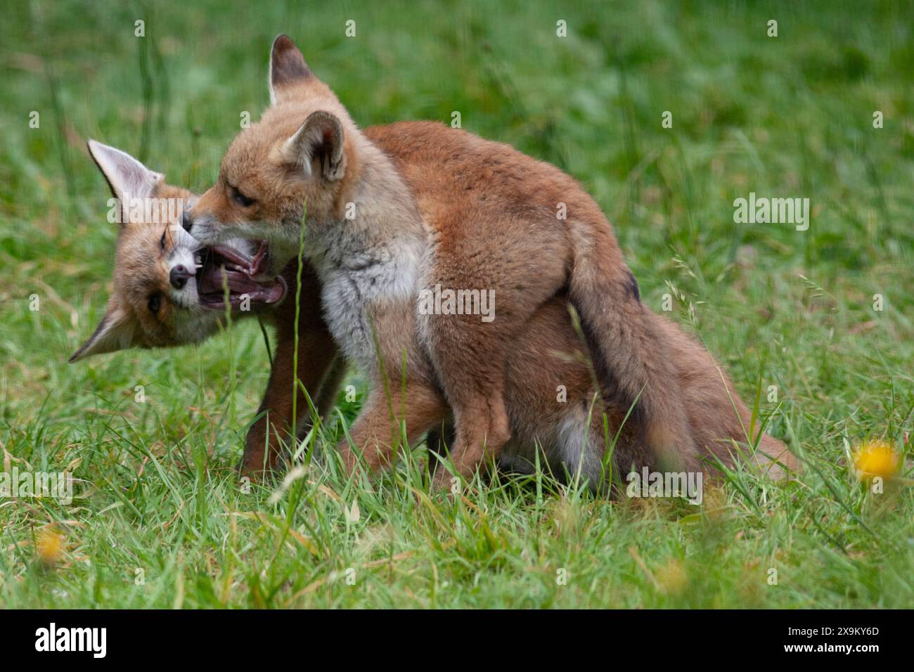 Meteo nel Regno Unito, 1 giugno 2024: Il primo giorno dell'estate meterologica una cucciolata di cinque cuccioli di volpe e la loro madre si godono il clima secco in un giardino a Clapham, nel sud di Londra. Il prato è pieno di leoni a causa del No Mow May. Crediti: Anna Watson/Alamy Live News Foto Stock