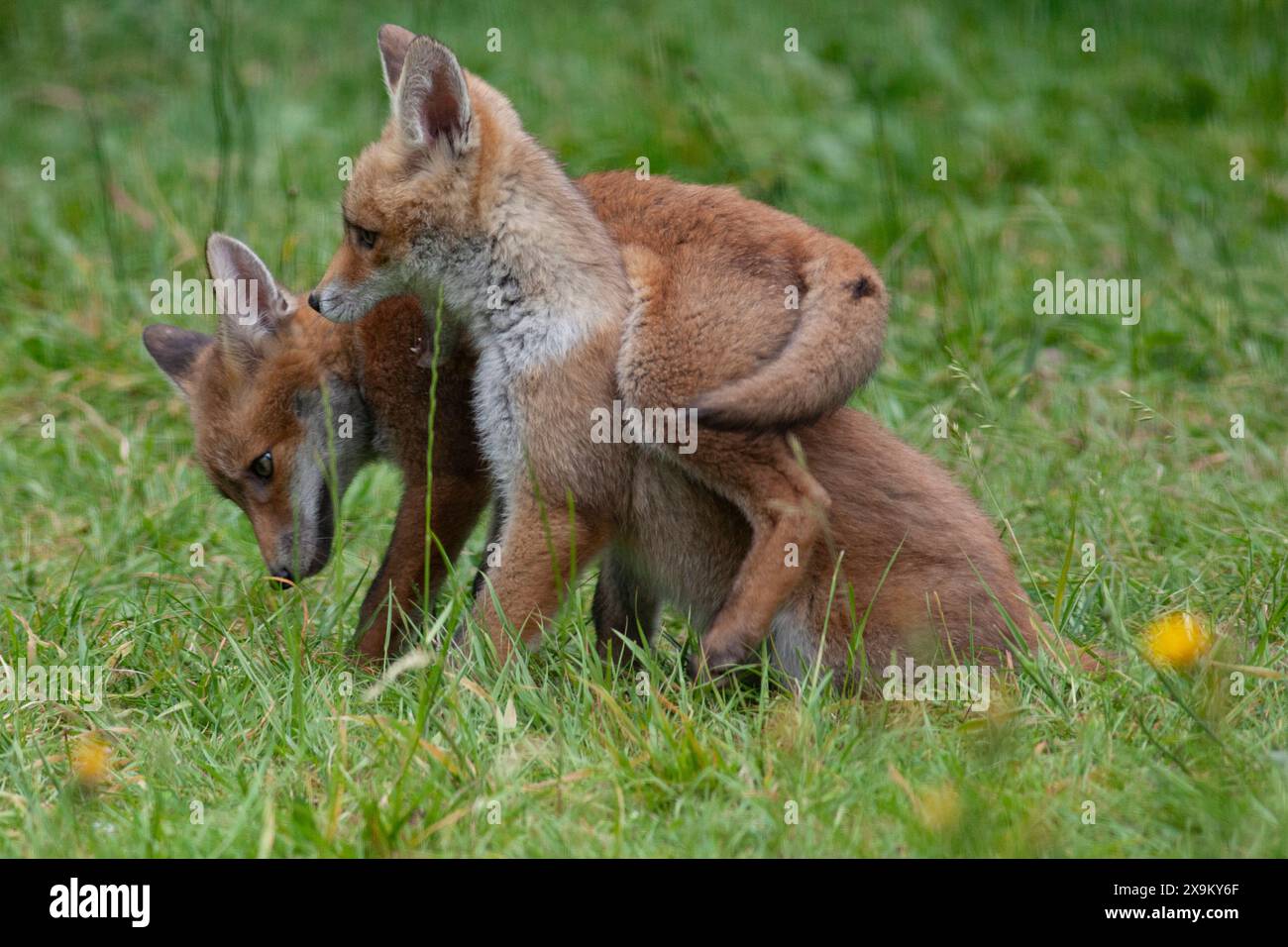Meteo nel Regno Unito, 1 giugno 2024: Il primo giorno dell'estate meterologica una cucciolata di cinque cuccioli di volpe e la loro madre si godono il clima secco in un giardino a Clapham, nel sud di Londra. Il prato è pieno di leoni a causa del No Mow May. Crediti: Anna Watson/Alamy Live News Foto Stock