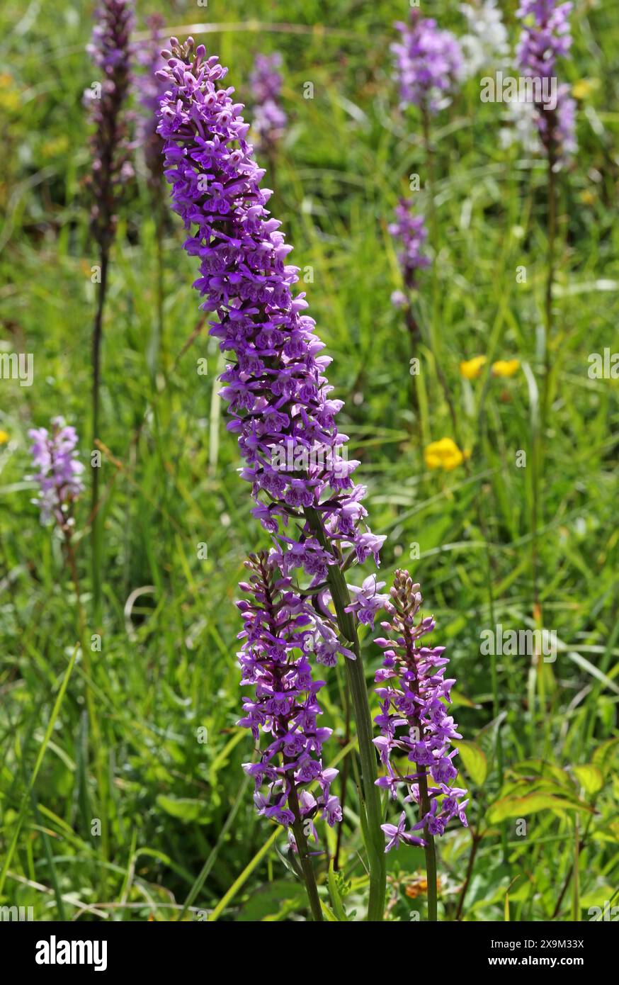 Orchidea profumata di gesso x Orchidea maculata comune ibrida, Gymnadenia conopsea x Dactylorhiza fuchsii = Dactylodenia heinzelian, Orchidaceae. Foto Stock