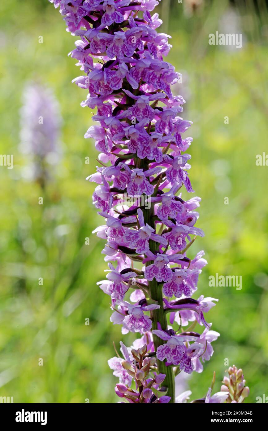 Orchidea profumata di gesso x Orchidea maculata comune ibrida, Gymnadenia conopsea x Dactylorhiza fuchsii = Dactylodenia heinzelian, Orchidaceae. Foto Stock