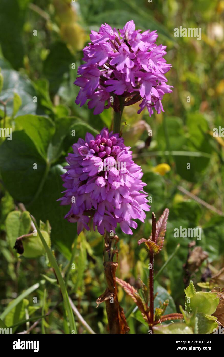 Orchidea pirimida, Anacamptis pyramidalis, Orchidaceae Foto Stock