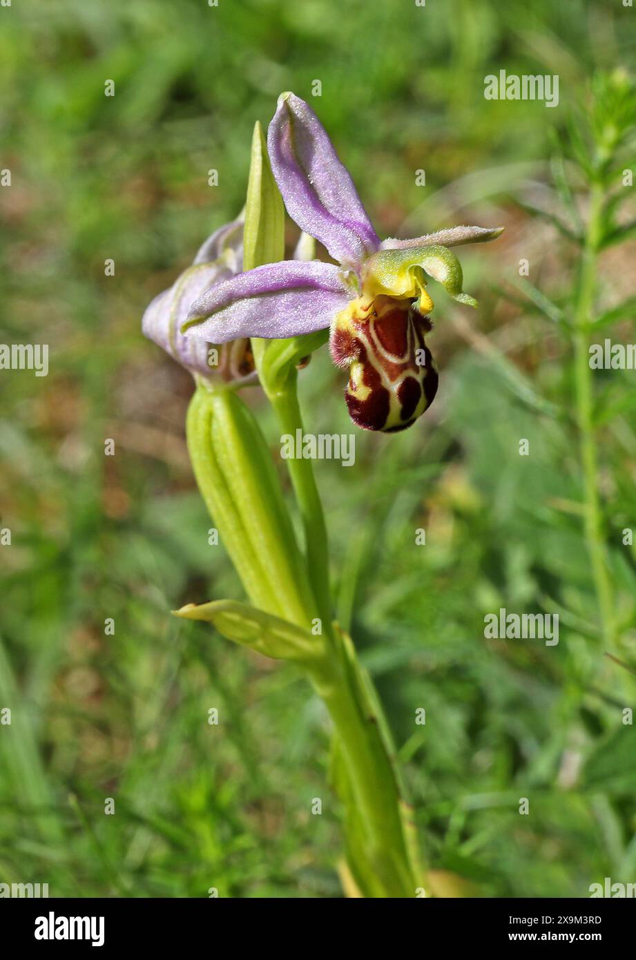 Orchidea, Ophrys apifera var. Aurita, Orchidaceae. Chilterns, Bedfordshire, Regno Unito. Foto Stock